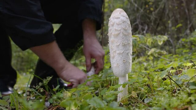 A man cutting out the shaggy ink cap mushroom in the forest in Estonia