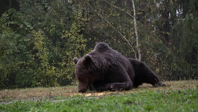 Brown bear lying on the ground and feeding, Romania
Romania Brown bear wildlife, 2022
