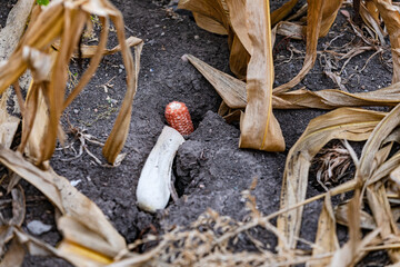 Wide cracks in the soil in a corn field after hot summer and drought in climate crisis