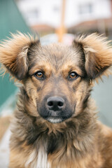 Portrait of a cute stray dog