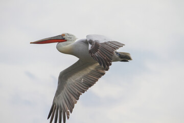 Pelican