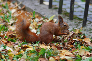 Fluffy squirrel in autumn park eating a walnut, closeup