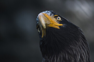 Portrait of an eagle in the zoo