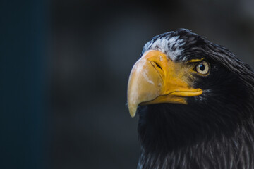 Portrait of an eagle in the zoo
