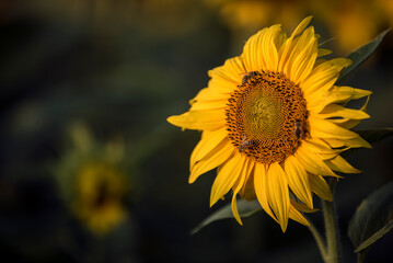 kwiat słonecznika