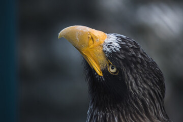 Portrait of an eagle in the zoo