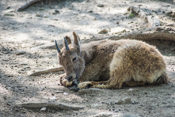 Young small ibex is lying on the ground