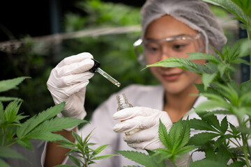 researchers are checking cbd oil, cannabis oil.  Professional researchers working in a hemp field, they are checking plants, alternative medicine and cannabis concept.