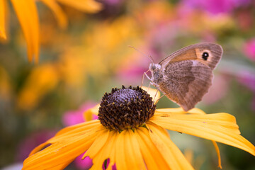 motyl zapylający kwiat