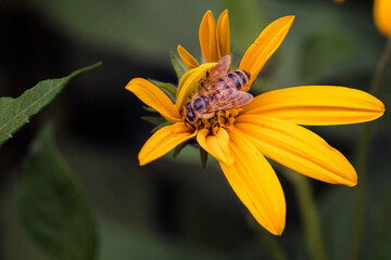 Pszczoła zapylająca kwiat - obrazy, fototapety, plakaty