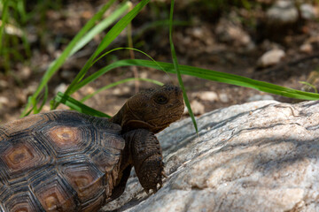 Desert tortoise, Gopherus agassizii, walking through the Sonoran Desert foraging for food and perhaps a mate. A large reptile in natural habitat. Pima County, Oro Valley, Arizona, USA.