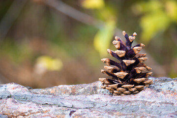 Upright Pine Cone