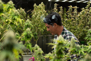 Naklejka na ściany i meble A man smokes cannabis weed, Caucasian man happy on his cannabis farm. a joint Concepts of medical marijuana use and legalization of the cannabis.