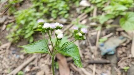 little flowers
