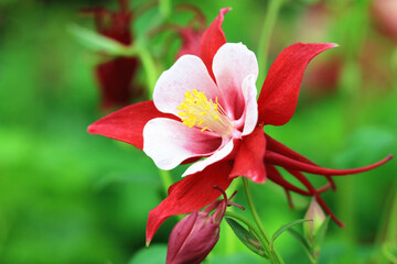 blooming colorful Columbine flower,close-up of red with white columbine flower in full bloom in the garden 