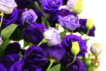 Obraz na płótnie Canvas purple with blue Roses and buds,close-up of colorful roses blooming in the garden with white background