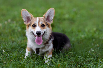 Portrait of dog Welsh Corgi Pembroke on green background