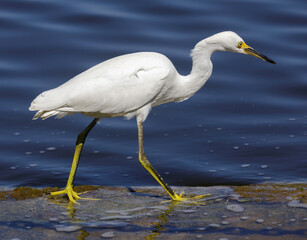 Snowy Egret Juvenile Foraging on Shoreline. Palo Alto Baylands, Santa Clara County, California, USA.