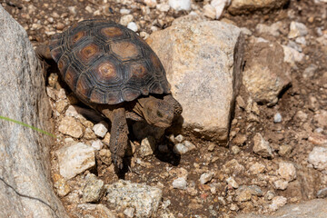 Desert tortoise, Gopherus agassizii, walking through the Sonoran Desert foraging for food and perhaps a mate. A large reptile in natural habitat. Pima County, Oro Valley, Arizona, USA.