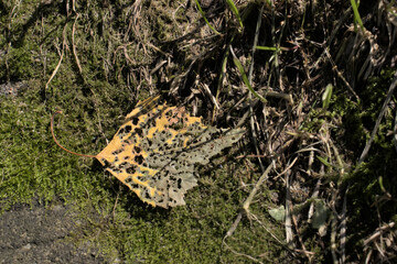 A dead leaf with a hole on green moss.