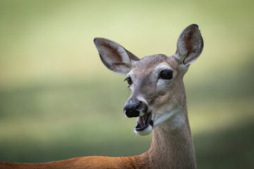 Deer relaxing under a shade tree on a summer day