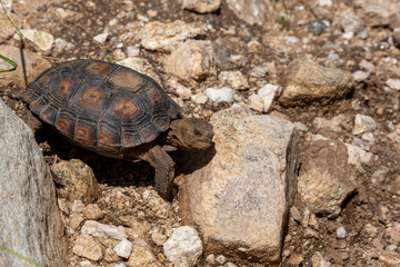 Desert tortoise, Gopherus agassizii, walking through the Sonoran Desert foraging for food and perhaps a mate. A large reptile in natural habitat. Pima County, Oro Valley, Arizona, USA.