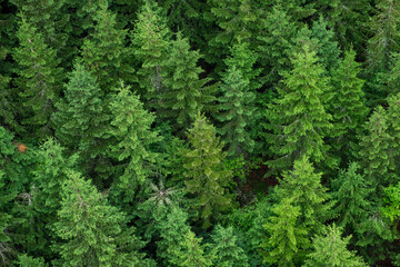 Aerial view of tops of summer green and young pine trees in the forest in Czech Republic.