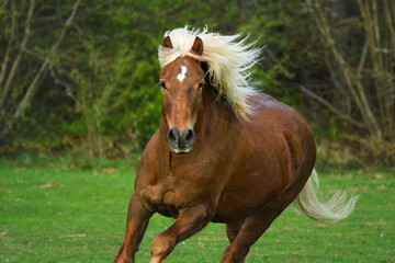 Obraz premium Schwarzwälder Fuchs im Grünen