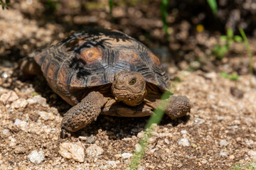 Desert tortoise, Gopherus agassizii, walking through the Sonoran Desert foraging for food and perhaps a mate. A large reptile in natural habitat. Pima County, Oro Valley, Arizona, USA.