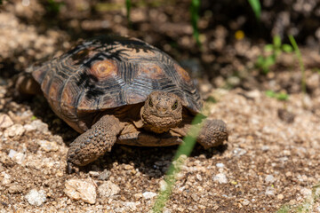 Desert tortoise, Gopherus agassizii, walking through the Sonoran Desert foraging for food and perhaps a mate. A large reptile in natural habitat. Pima County, Oro Valley, Arizona, USA.
