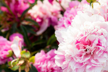 Pink peonies bouquet in the garden
