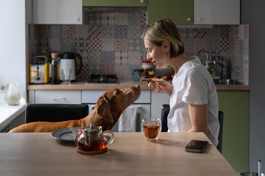 Smiling middle-aged woman eats sandwich with jam and drinks tea near Vizsla dog at table. Single blonde female teases favourite domestic pet with tasty sandwiches for breakfast in kitchen closeup