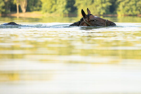 Pferd schwimmt im See