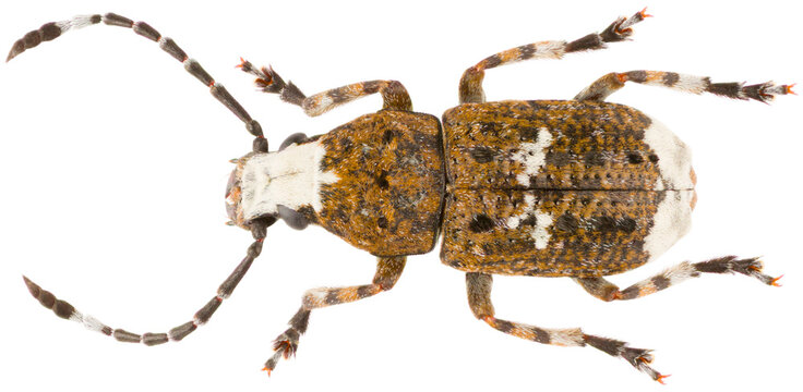 Platystomos albinus is a species of beetle in the family Anthribidae, the fungus weevils. Dorsal view of isolated weevil on white background.