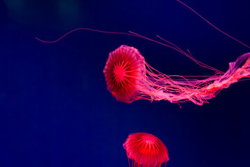 The Purple-striped Jellyfish On a blue background Chrysaora pacifica