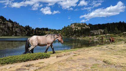 un cheval gris sauvage au bord d'un lac de montagne
