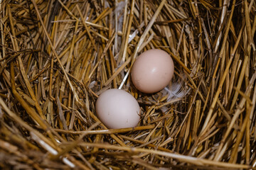 eggs in the nest