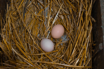 eggs in the nest