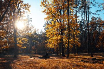 Fototapeta premium Autumn landscape beautiful colored trees in the forest, glowing in sunlight. wonderful picturesque background. color in nature. gorgeous view. Amazing nature landscape..