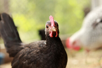 Black chicken in the coop. Agriculture, poultry. Chickens on the farm, poultry in the village