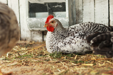 Spotted speckled chicken in a chicken coop. Agriculture, poultry. Chickens on the farm, poultry in the village