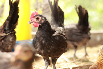 Black chicken in the coop. Agriculture, poultry. Chickens on the farm, poultry in the village