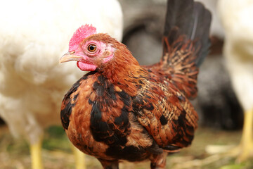 The chicken in the chicken coop. Rural household, bird. Chickens on a farm, poultry in village