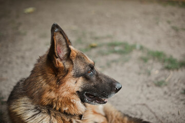 german shepherd dog