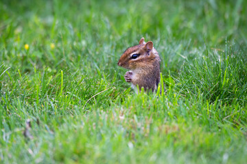 Selective focus side view of adorable eastern chipmunk sitting in lawn in the summer staring intently with paws crossed, Quebec City, Quebec, Canada