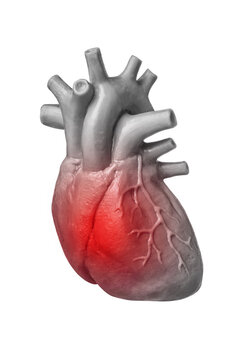 The concept of heartache or heart attack, human heart isolated on white background. Cardiology and medical care for heart problems