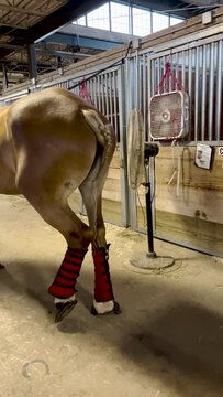 Rear view of a Beautiful Thoroughbred Horse with Braided Mane and Tail. She is wearing black and red compression socks and is acting shy.