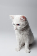 Obraz premium Studio portrait of white kitten with blue eyes on white background.