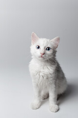 Studio portrait of white kitten with blue eyes on white background.