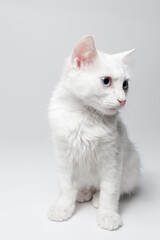 Studio portrait of white kitten with blue eyes on white background. Looking away.